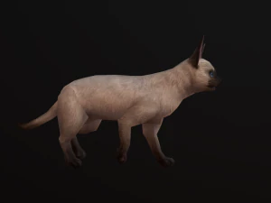 Animated siamese cat 3D Model
