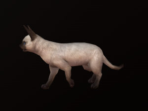 Animated siamese cat 3D Модель