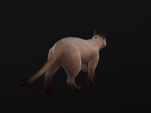 Animated siamese cat 3D Модель