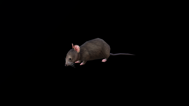 Low-poly animated mouse rat 3D Model in Kemirgen 3DExport