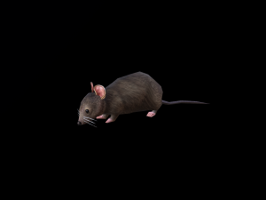 Low-poly animated mouse rat 3D Model