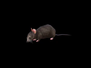 Low-poly animated mouse rat 3D Model