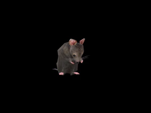 Low-poly animated mouse rat 3D Model