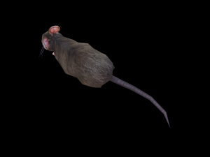 Low-poly animated mouse rat 3D Model