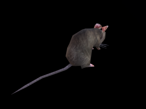 Low-poly animated mouse rat 3D Model