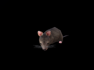 Low-poly animated mouse rat 3D Model