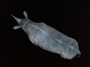 Low-poly animated rhinoceros rhino 3D 모델