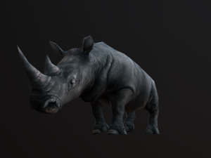 Low-poly animated rhinoceros rhino 3D 모델