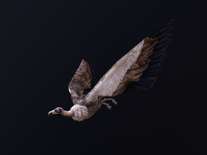 Low-poly animated vulture 3D Model