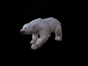 Low-poly animated polar bear 3D Model
