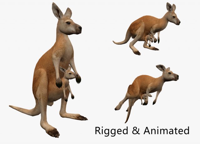 Animated kangaroo with baby 3D Model .c4d .max .obj .3ds .fbx .stl .blend 