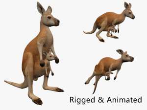 Animated kangaroo with baby 3D 모델
