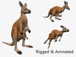 Animated kangaroo with baby Model 3D