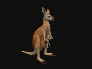 Animated kangaroo with baby 3D Model