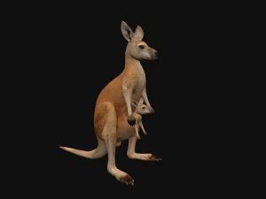 Animated kangaroo with baby 3D Model