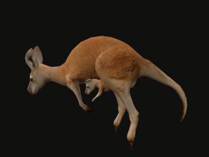 Animated kangaroo with baby 3D Model