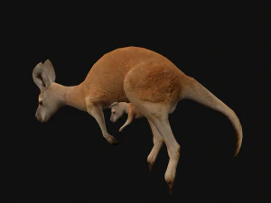 Animated kangaroo with baby 3D Model