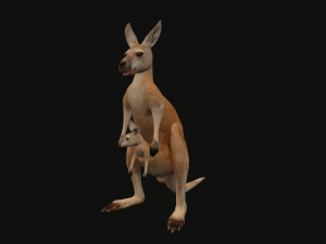 Animated kangaroo with baby 3D Model