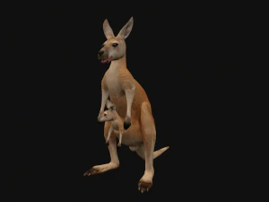 Animated kangaroo with baby 3D Model