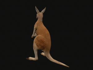 Animated kangaroo with baby 3D Model