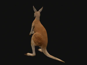 Animated kangaroo with baby 3D Model