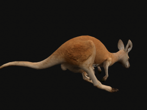 Animated kangaroo with baby 3D Model