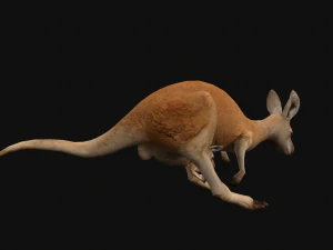 Animated kangaroo with baby 3D Model