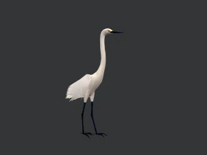 Animated egret 3D Model