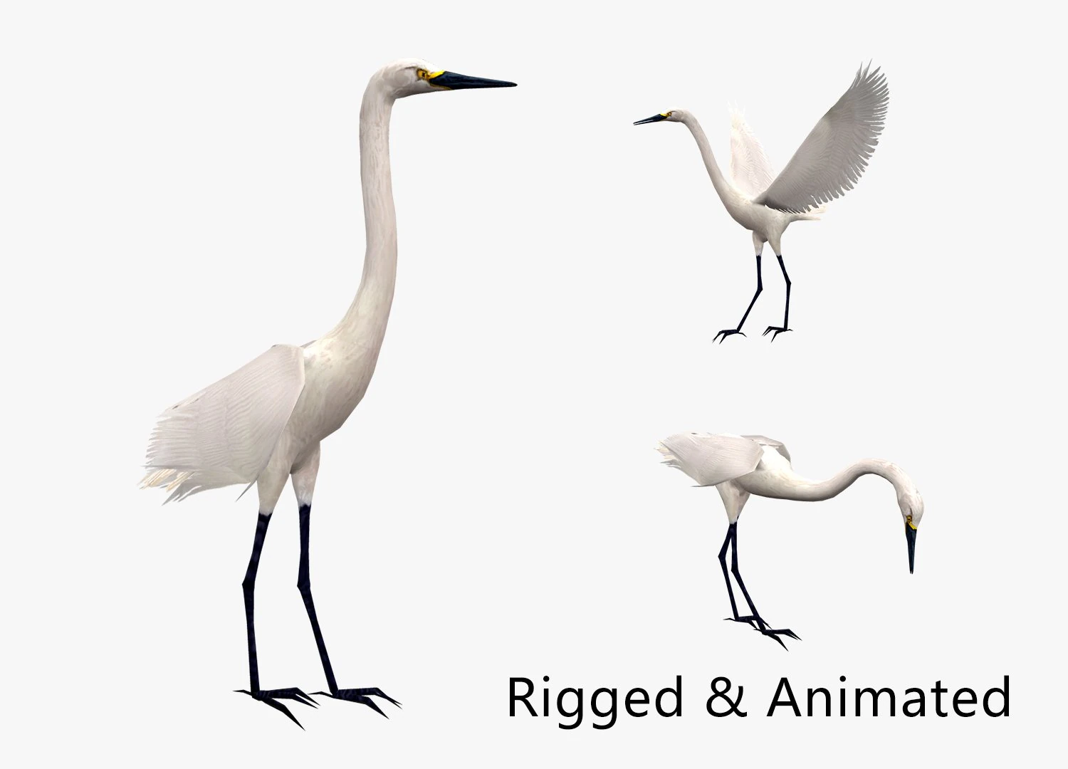Animated egret 3D Model .c4d .max .obj .3ds .fbx .stl .blend 