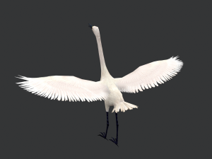 Animated egret Model 3D
