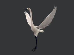Animated egret Model 3D