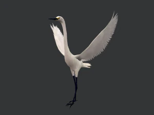 Animated egret 3D Model