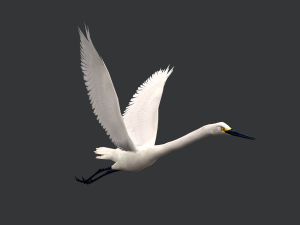 Animated egret Model 3D