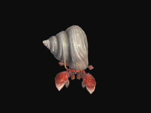 Animated Hermit crab Modelo 3D