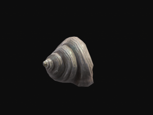 Animated Hermit crab Modelo 3D