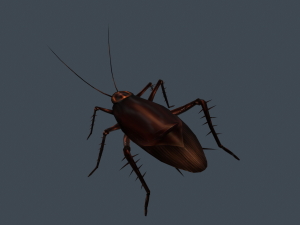 Animated cockroach 3D 模型