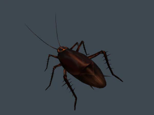 Animated cockroach 3D Model