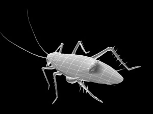 Animated cockroach 3D Model