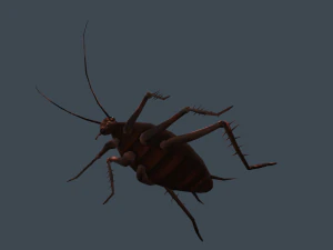 Animated cockroach 3D Model
