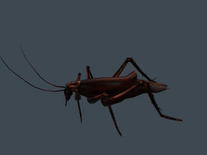 Animated cockroach 3D Model