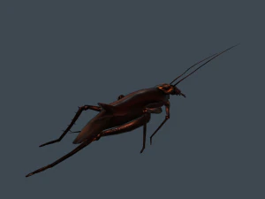 Animated cockroach 3D Model