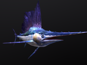 Animated sailfish billfish 3D 모델