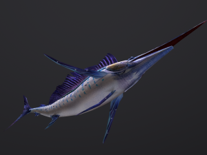 Animated sailfish billfish 3D 모델