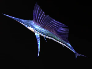 Animated sailfish billfish 3D Model