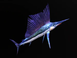 Animated sailfish billfish 3D Model