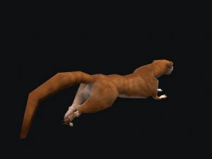 Animated weasel 3D Model