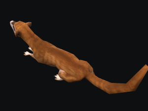 Animated weasel Model 3D
