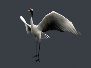 Low-poly animated crane bird 3D मॉडल