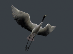 Low-poly animated crane bird 3D मॉडल