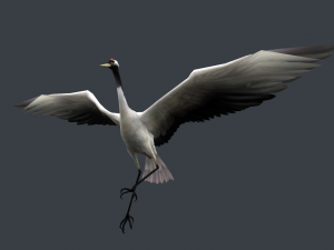 Low-poly animated crane bird 3D मॉडल